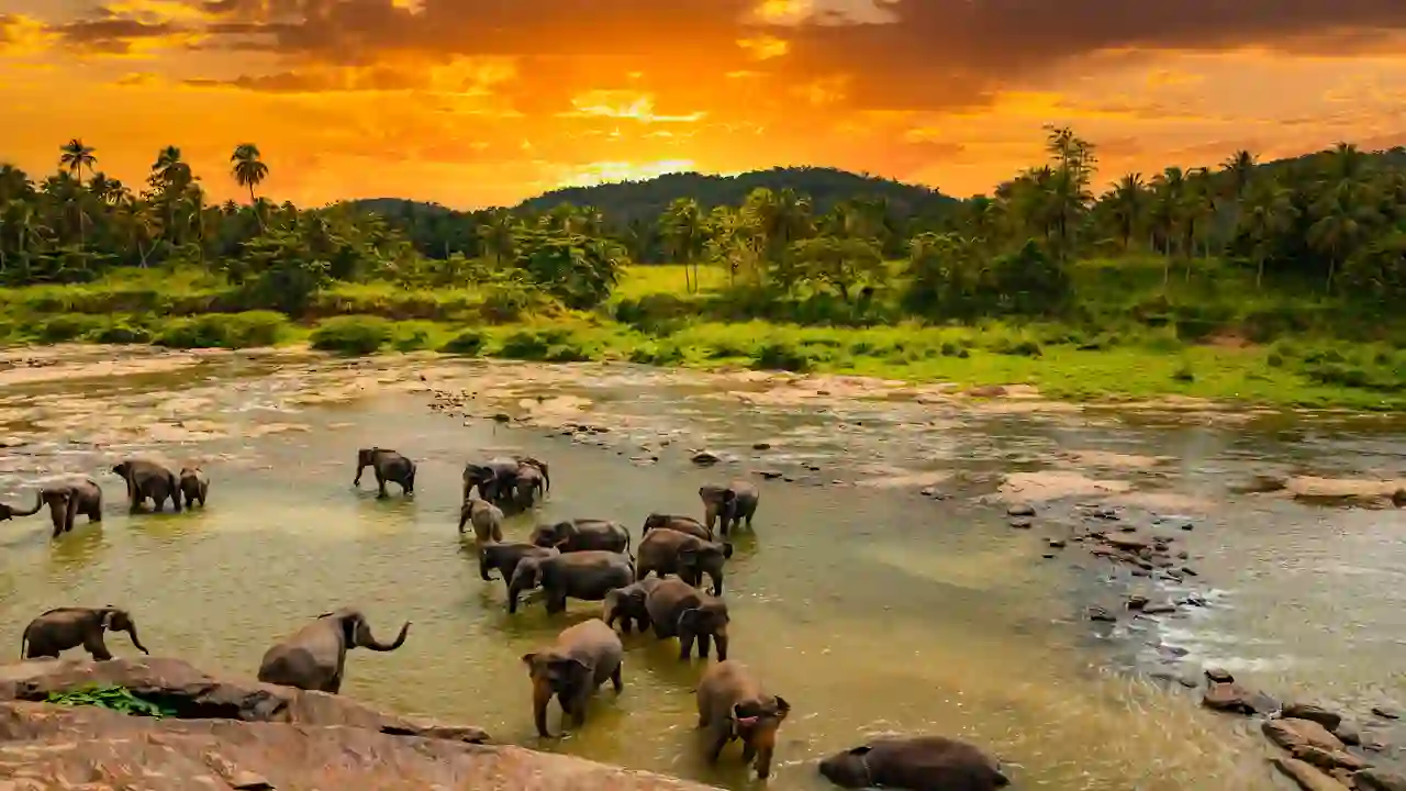 6 Places you should visit in Kerala to see Elephants - Kerala Taxis